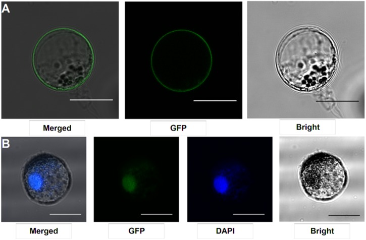 FIGURE 4