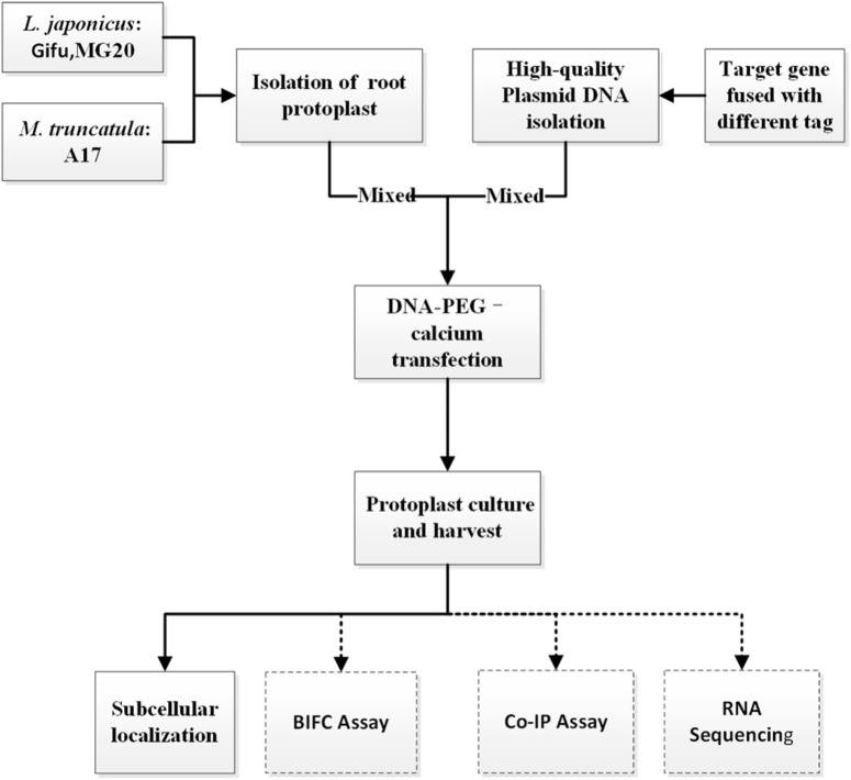 FIGURE 1