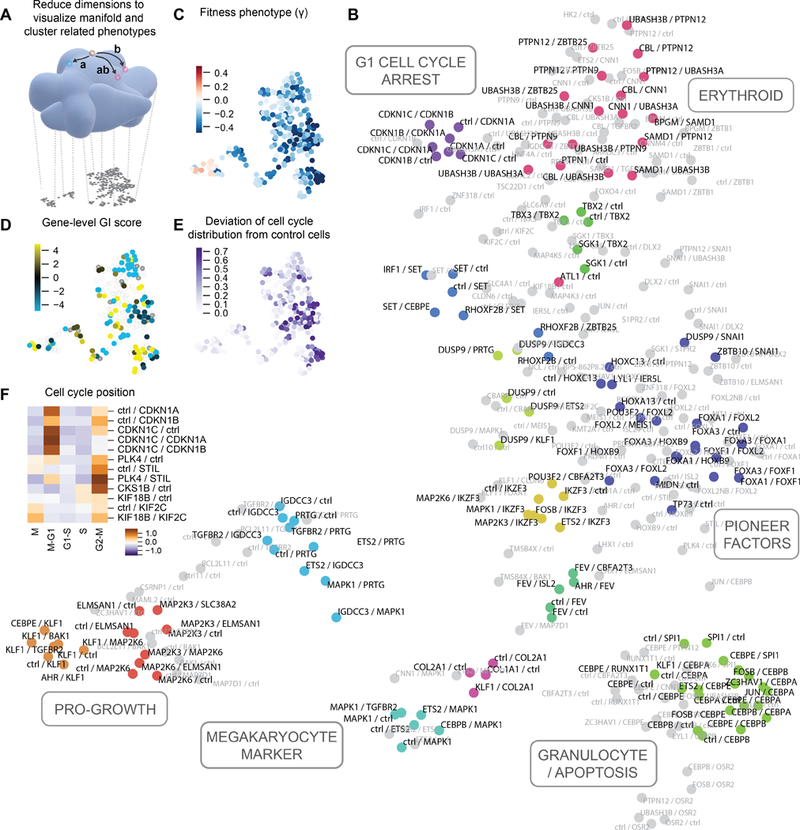 Exploring genetic interaction manifolds constructed from rich single-cell phenotypes.