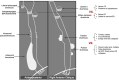 Fig. 15