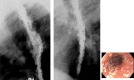 Fig. 8