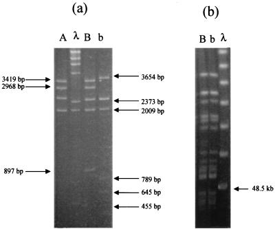 FIG. 1