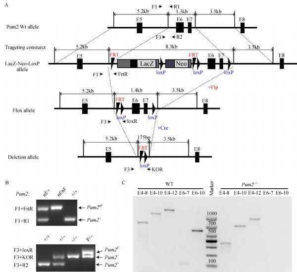 Fig.1