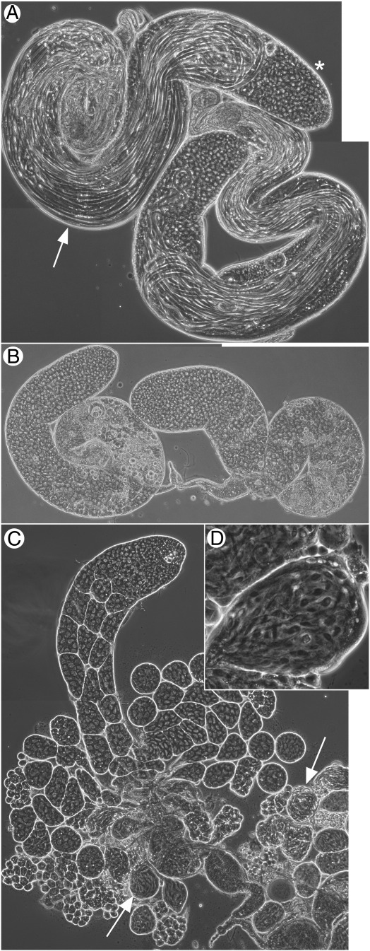 Fig. 4