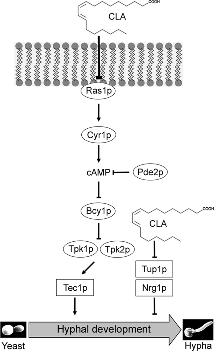 Fig. 8.