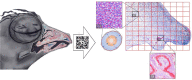 Image, graphical abstract