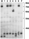 Fig 1.