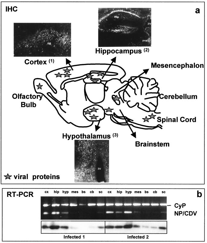 FIG. 1