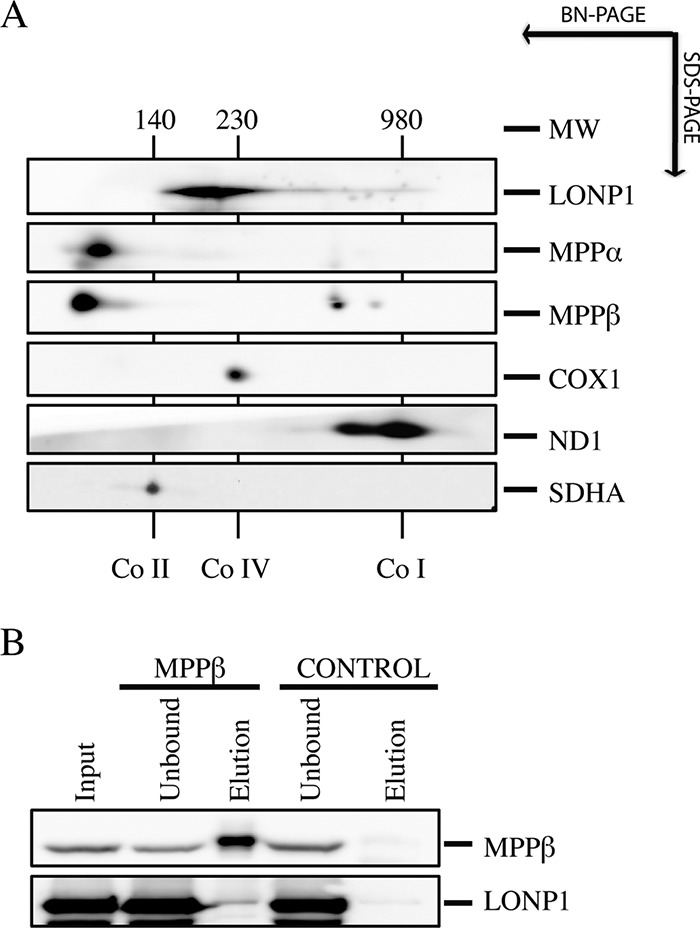 FIG 8