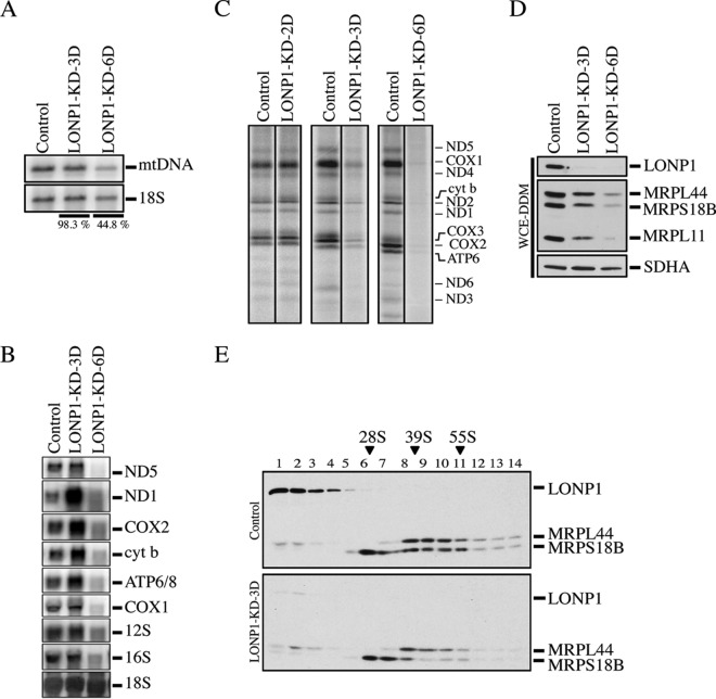 FIG 1