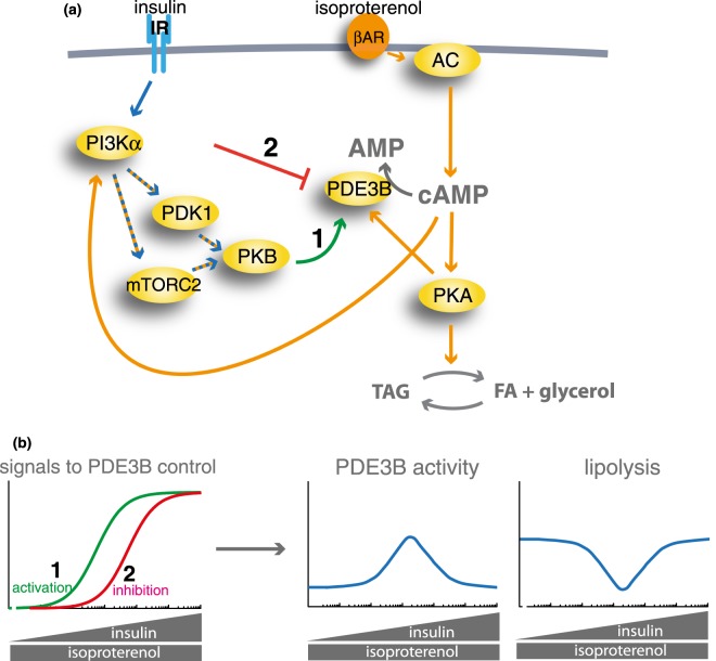 Figure 12.