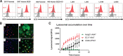 Figure 4. SC17 is a SEZ6 specific antibody that internalizes when bound to SEZ6 on the surface of SCLC cells. A, Parental 293T and 293T cells overexpressing human SEZ6, H69 cells and SEZ6 KO H69 cells, and SCLC PDX models, LU149, LU64, LU95, and LU505, were stained with SC17 or control IgG antibody conjugated to the fluorophore PE. Specific SEZ6 cell surface staining is observed with SC17-PE but not with IgG-PE in 293T cells overexpressing SEZ6, in naïve H69 cells, and in the two SCLC PDX models. B, Time course fluorescence microscopy with SC17-A647 in A549 cells engineered to express human SEZ6 and lysosomal protein LAMP1 fused to mRUBY (red signal). At time 0, SC17 localized to the outer membrane of the cell (green signal). After a 4-hour incubation period, we observed strong intracellular staining of SC17-A647 and colocalization with lysosomes (yellow signal). C, Time course quantitation of the lysosomal colocalization of SC17-A647 compared with CD46-A647 and IgG-A647 (negative control).