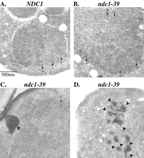 FIG. 8.