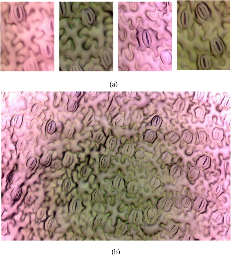 Figure 1