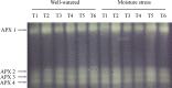 Fig 7