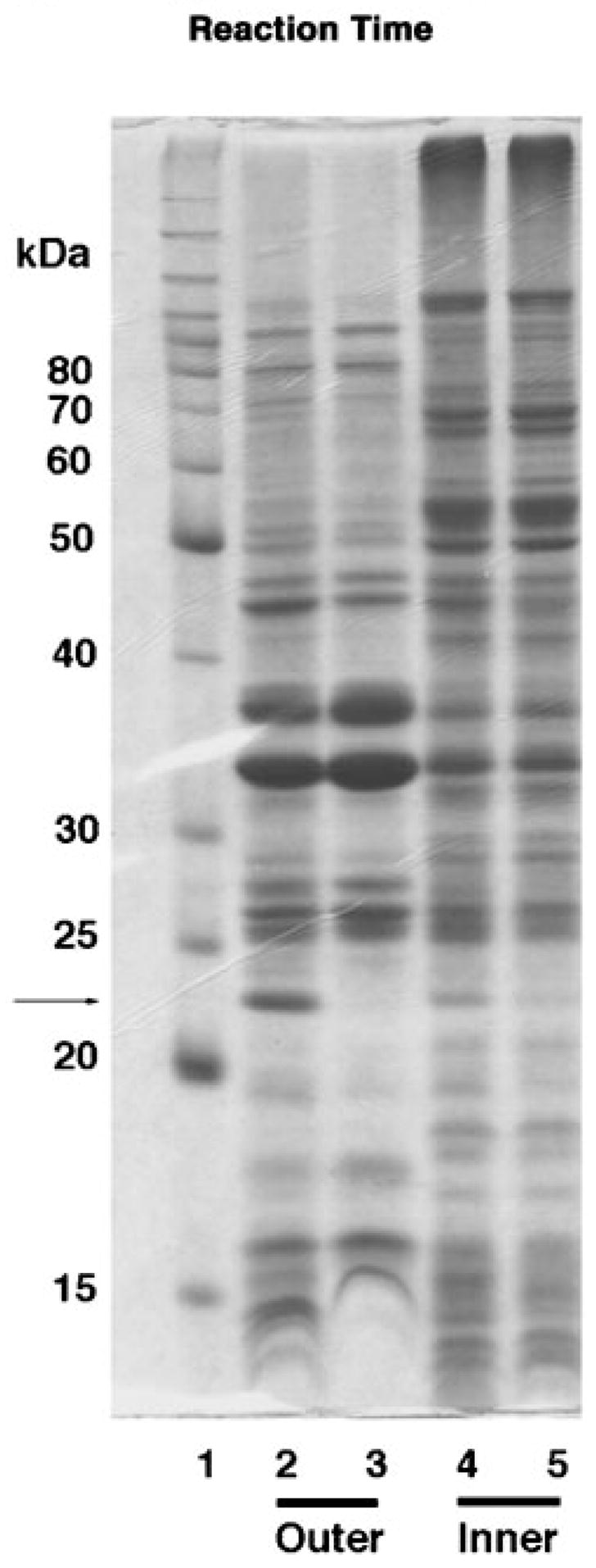 Fig. 12