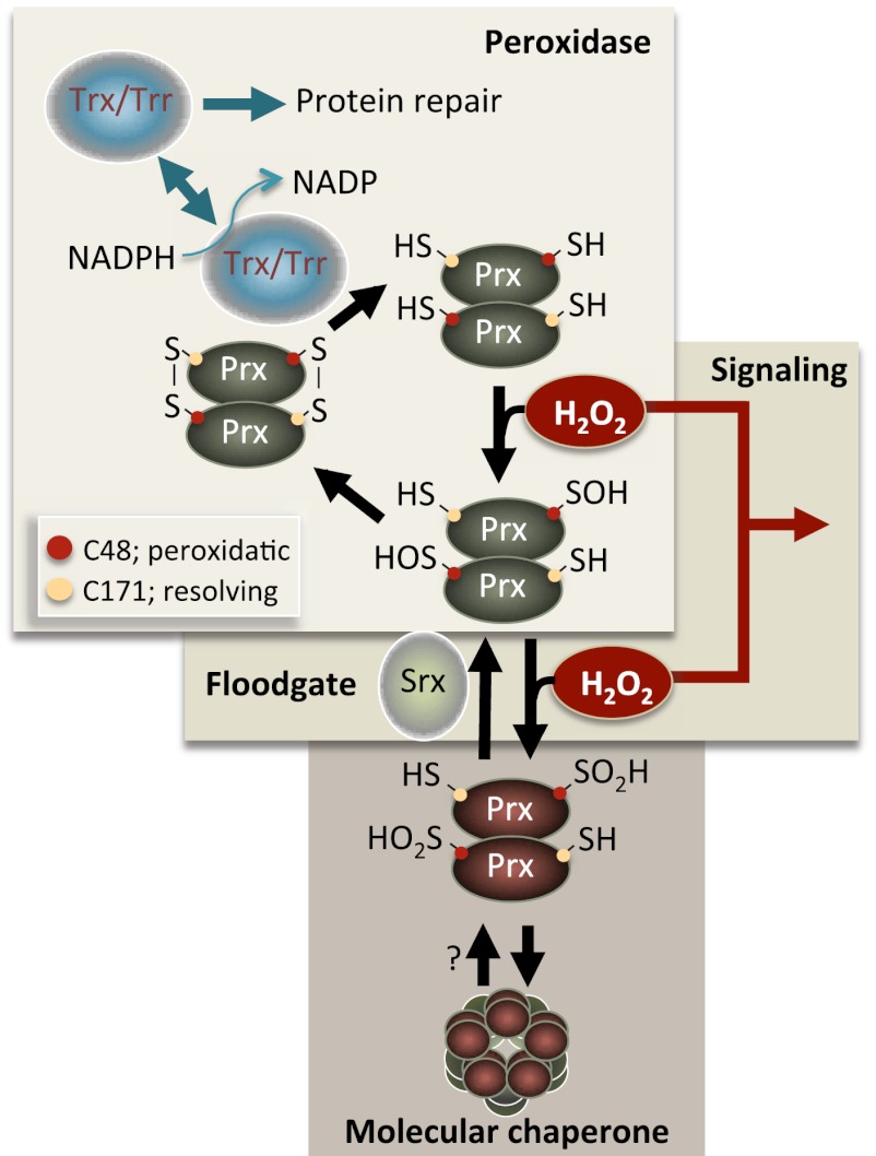 Figure 1.