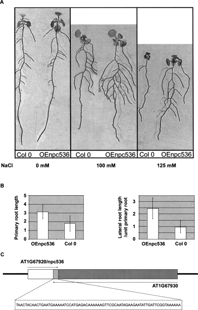 Figure 7.