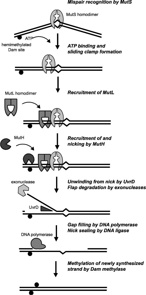 Fig 1