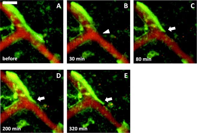 Figure 5