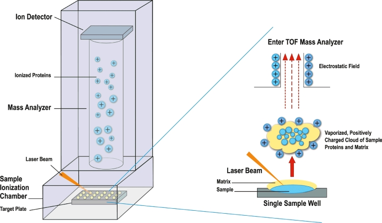 Diagnosis of active tuberculosis disease: From microscopy to molecular ...