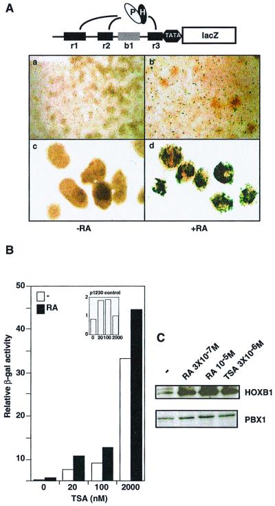 FIG. 1