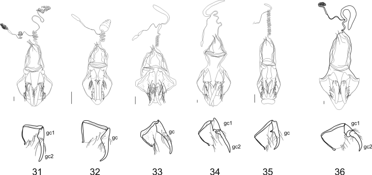 Figures 31–36.