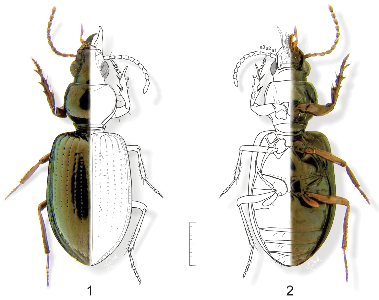 Figures 1–2.