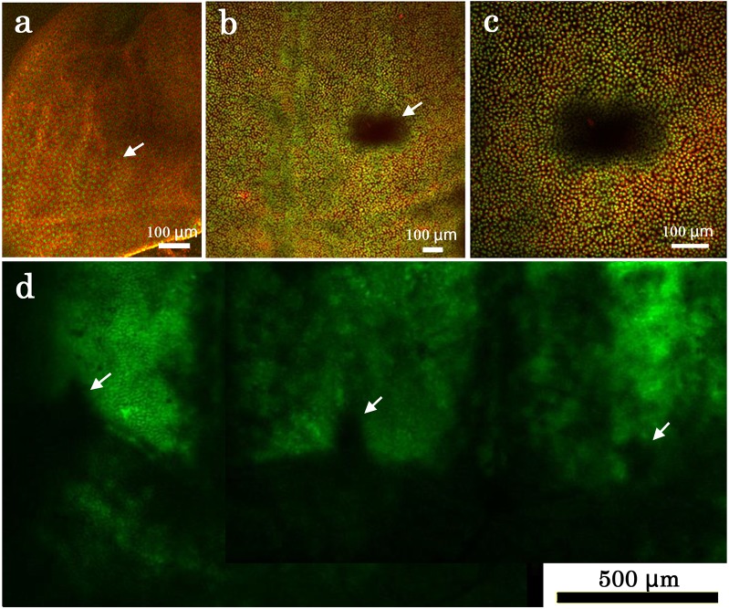 Fig 12