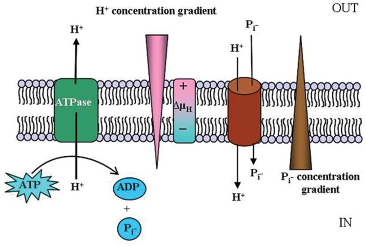 FIGURE 2