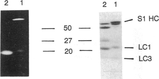 graphic file with name pnas00281-0161-a.jpg