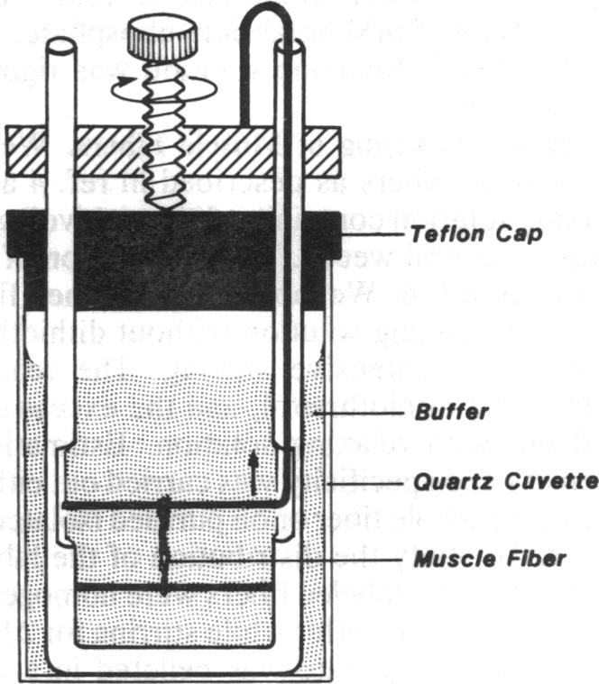 graphic file with name pnas00281-0161-b.jpg