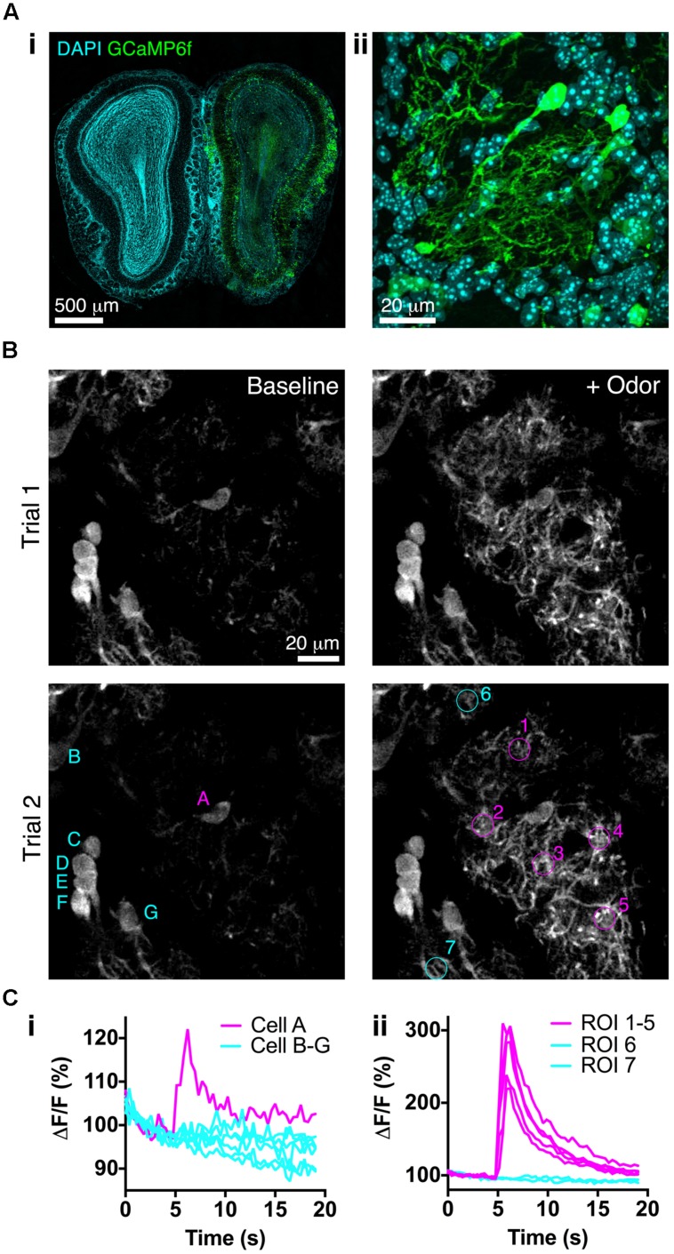 FIGURE 6