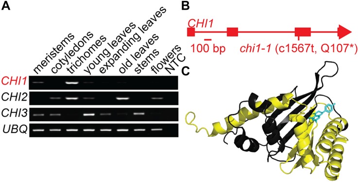 FIGURE 1