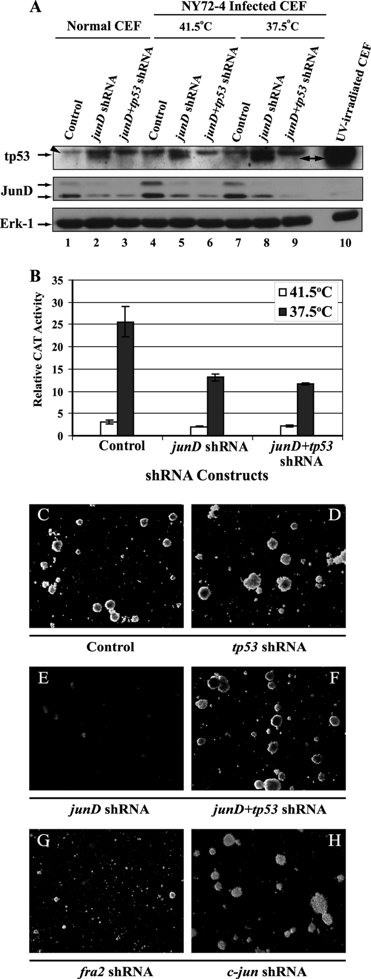 Fig. 9.