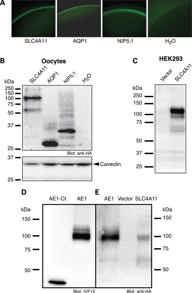 Figure 1.