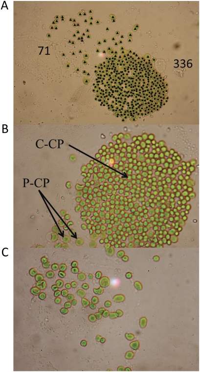 Figure 6.