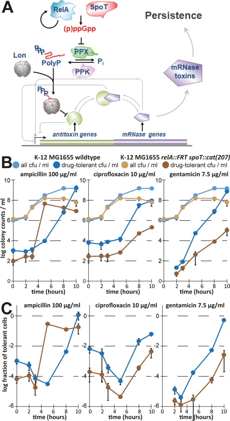 FIG 6 