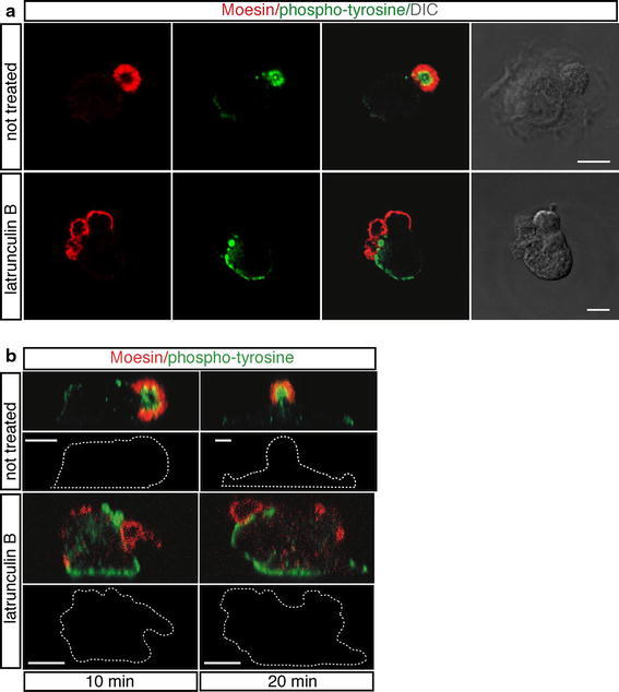 Fig. 7