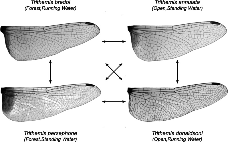 Fig. 11