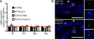 Figure 4—figure supplement 1.