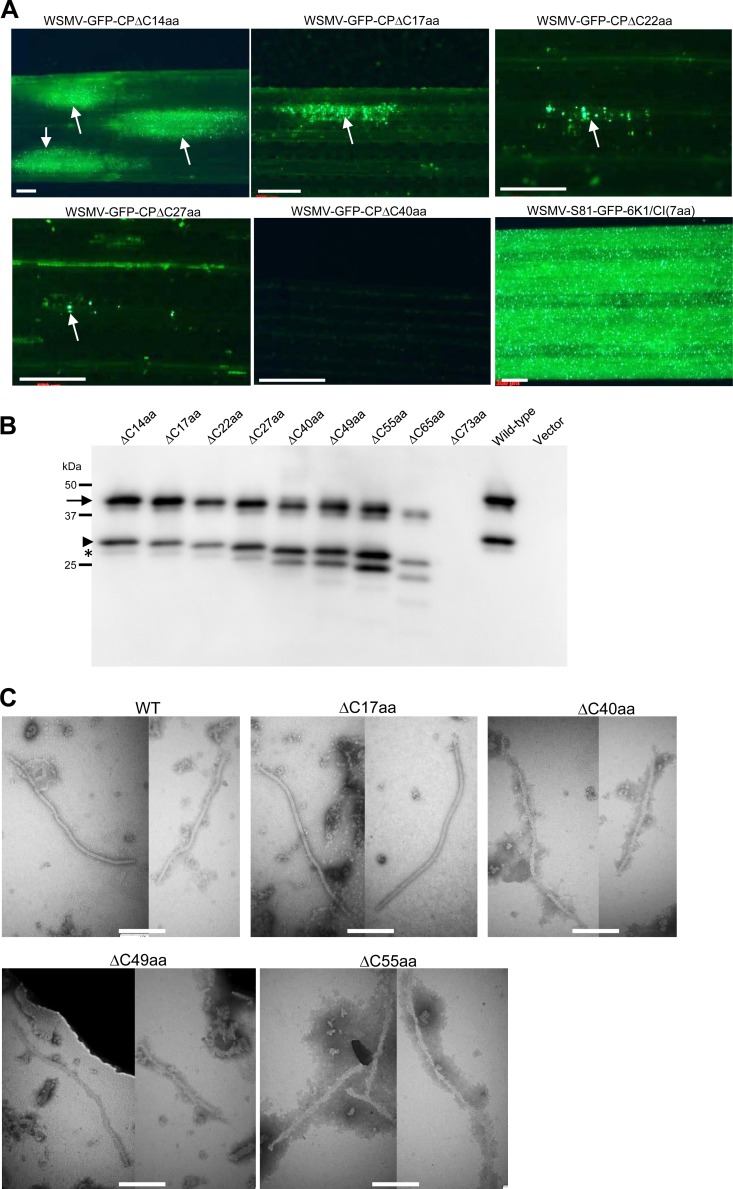 FIG 7