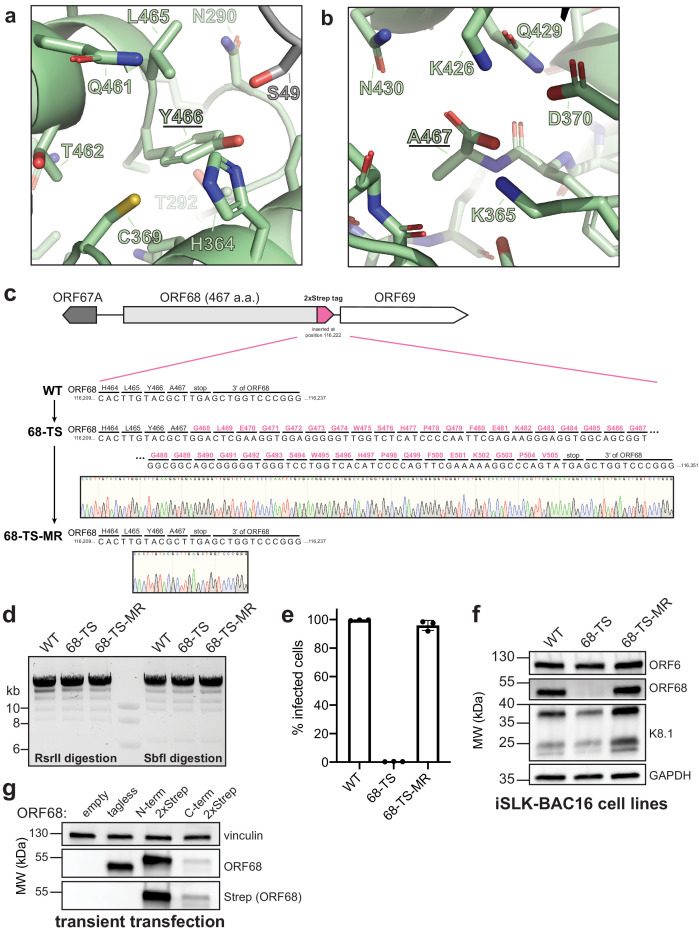 Figure 1—figure supplement 5.