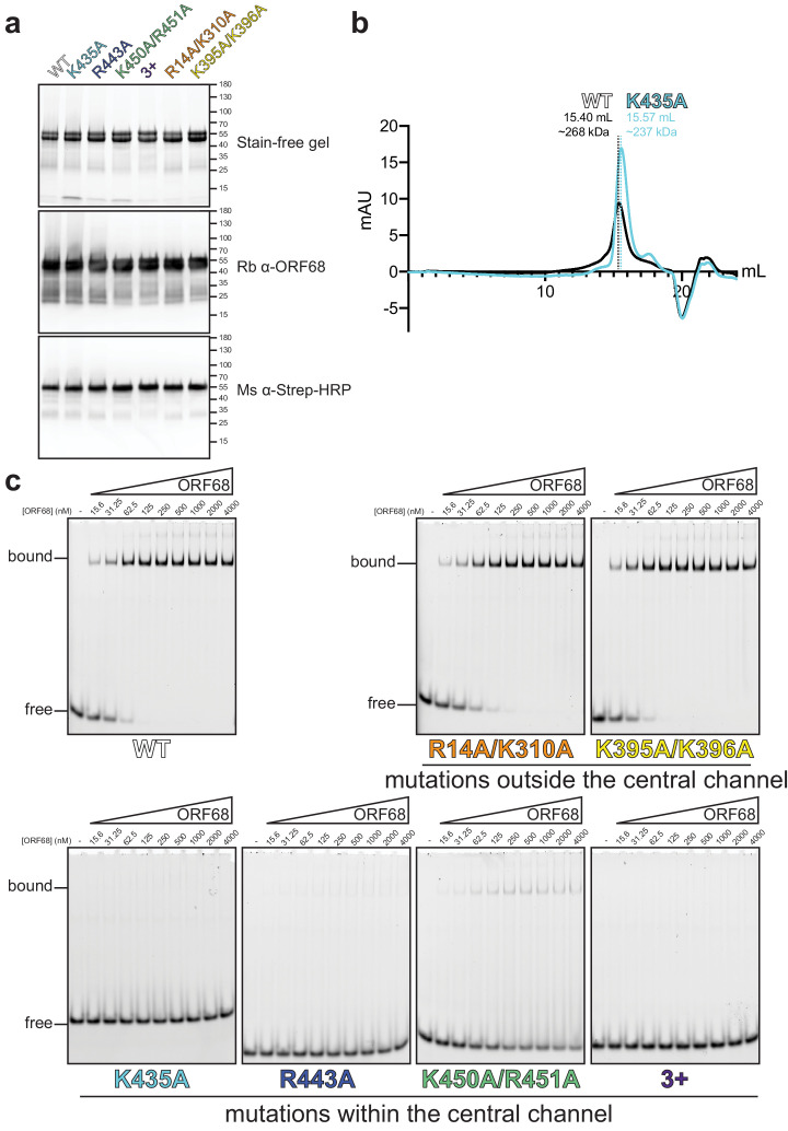 Figure 4—figure supplement 2.