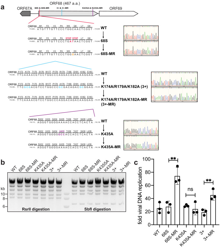 Figure 5—figure supplement 1.