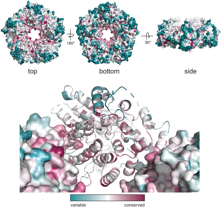 Figure 3—figure supplement 1.