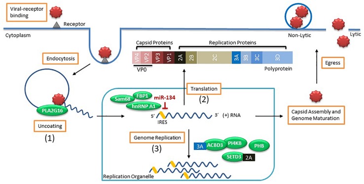 FIGURE 1