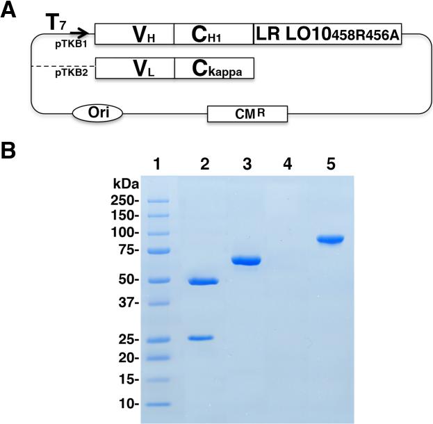 Fig. 2