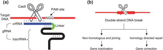 Figure 1.