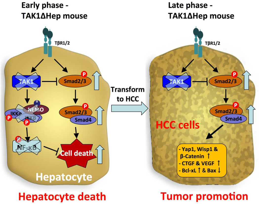 TAK1 Regulates Hepatic Cell Survival and Carcinogenesis - PMC